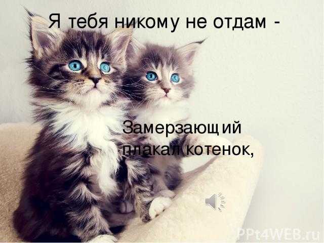 Я тебя никому не отдам » страшные истории