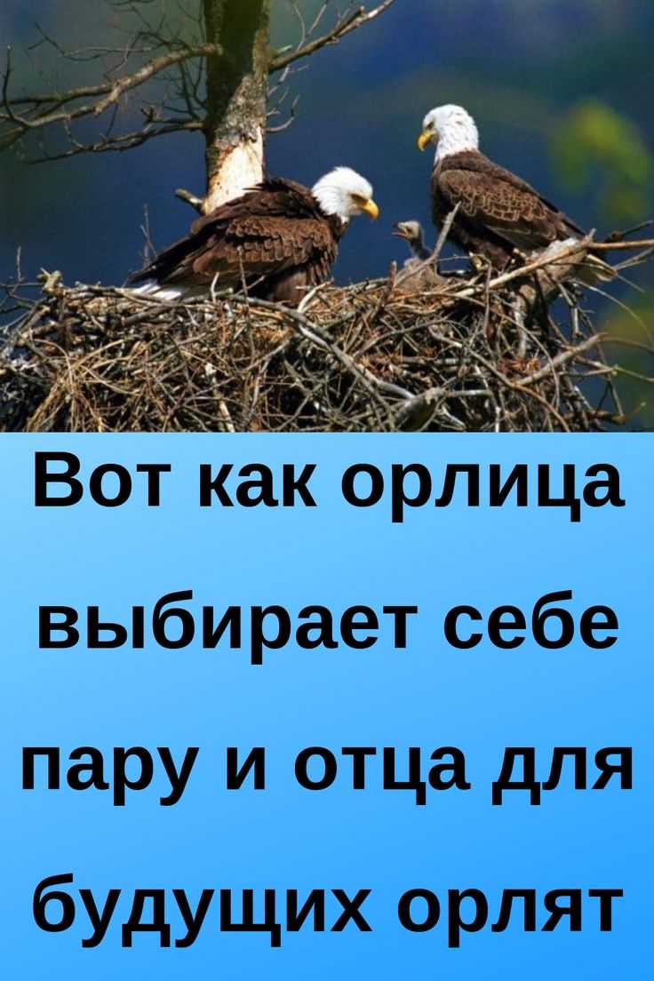 Как орлица выбирает себе орла для своих орлят | психология отношений