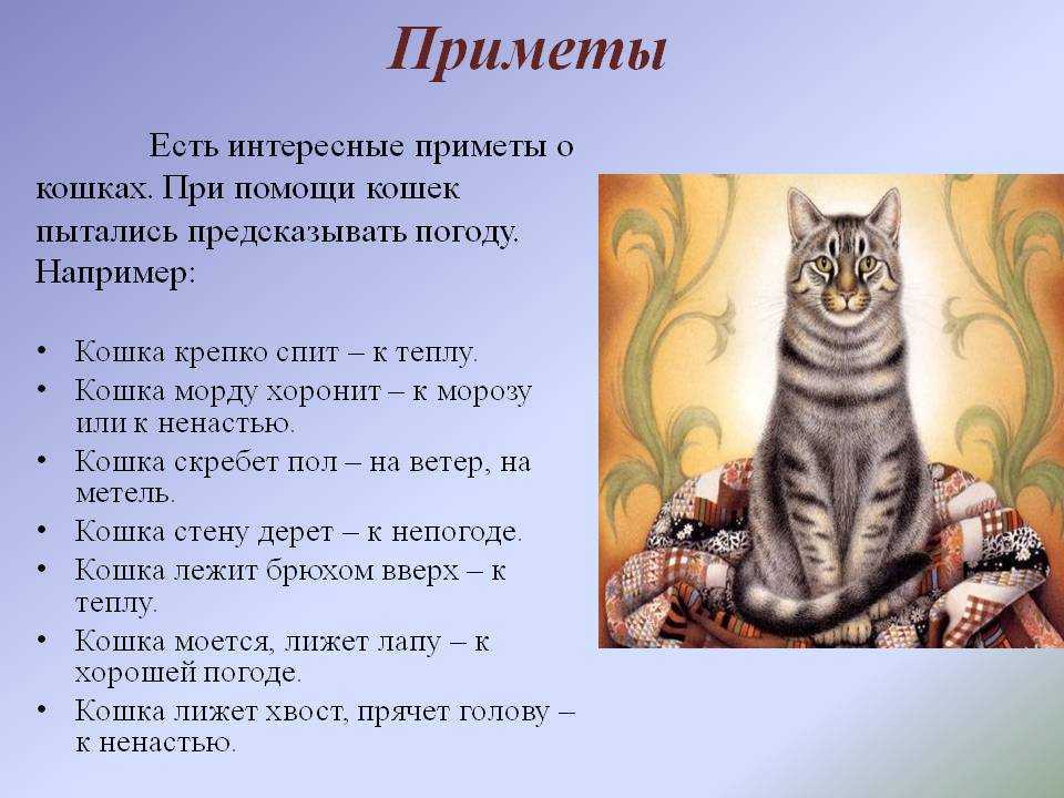 К чему приходят чужие кошки: что значит примета