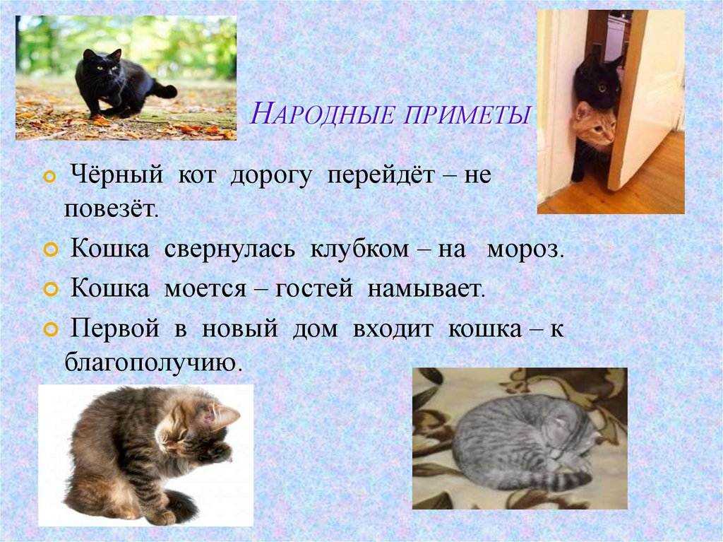 Все о кошках в квартире и доме: приметы, поверья и суеверия о домашних котах