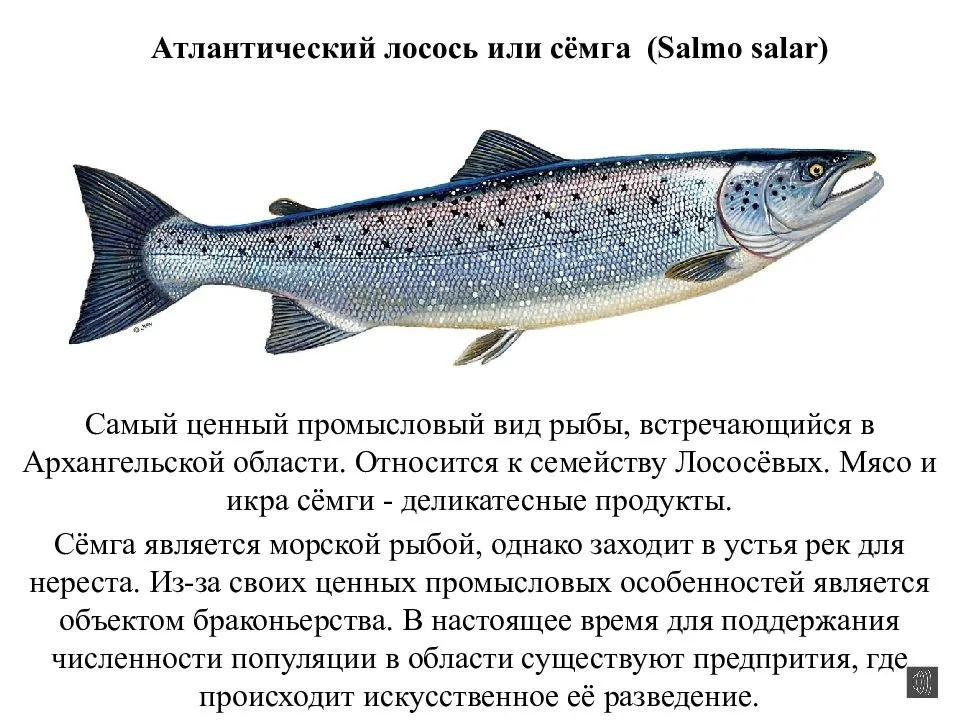 Запеченный лосось в духовке: топ-5 вкусных рецептов