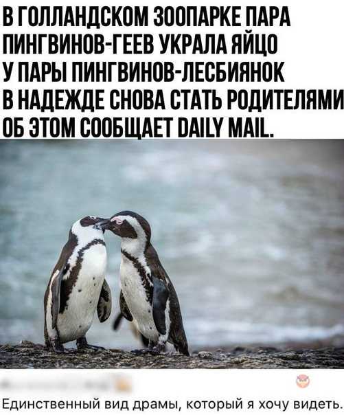 Вот в таких ситуациях и нужна профессия переворачиватель пингвинов.