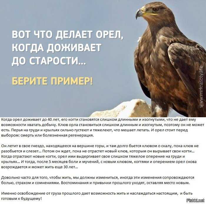 Притча про орлицу и орлят