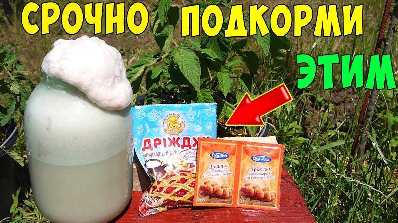 Как приготовить сладкое сдобное дрожжевое тесто для пирожков, пирогов и булочек: рецепт приготовления сдобного дрожжевого теста с фото опарным способом