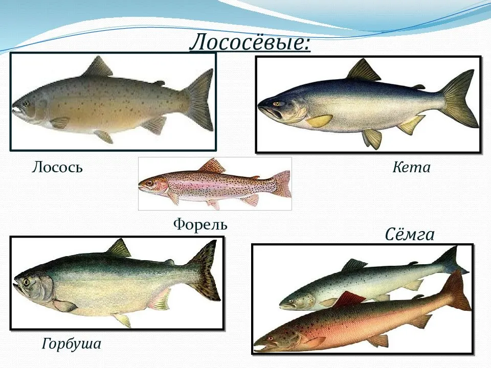 Семга, лосось, форель и все-все-все...