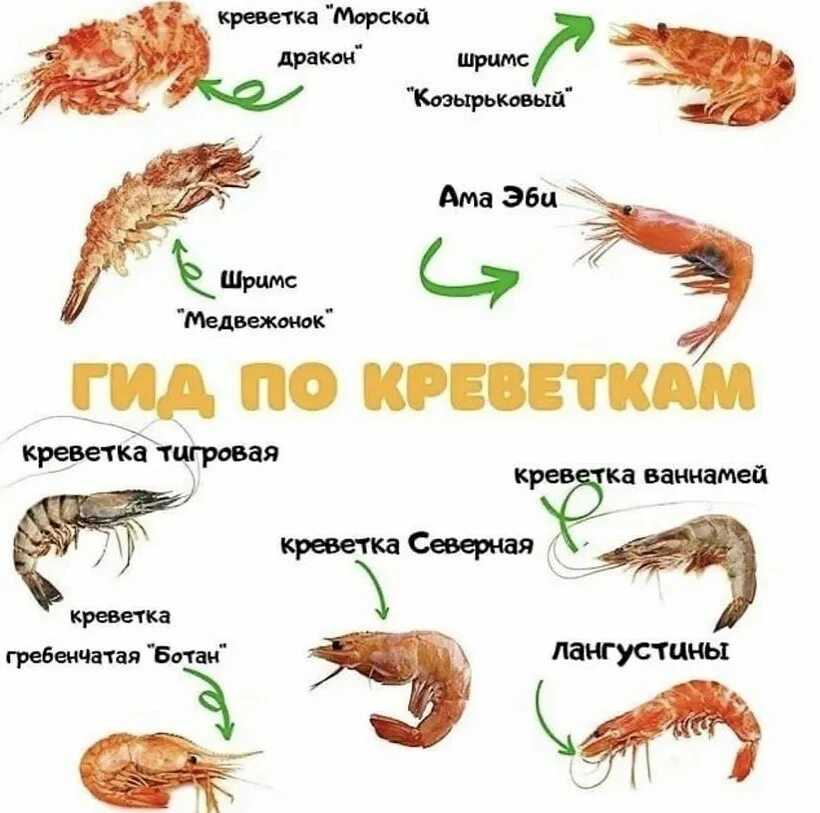 Креветки 90 130 какой размер. больше цифра - меньше креветка! разберемся почему! какие бывают креветки