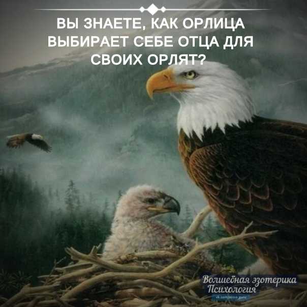Как орлица выбирает отца для своих орлят