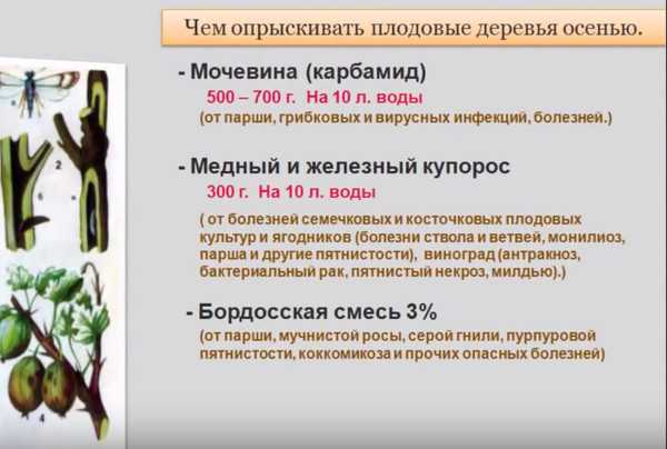 Черный виноград: 28 лучших сортов с фото, описанием, названием