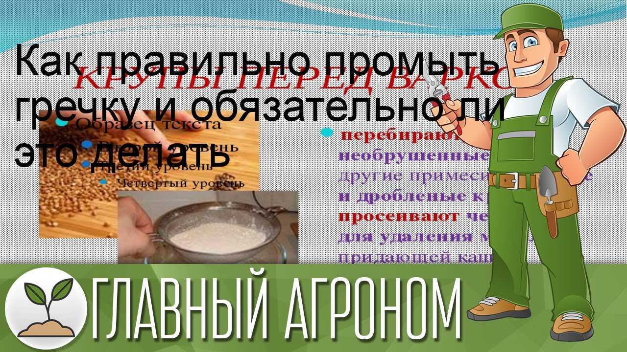 Стоит ли мыть гречку перед варкой, обжариванием, проращиванием?