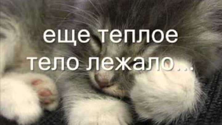 Стихи я тебя никому не отдам замерзающий плакал котёнок | | meowkiss
