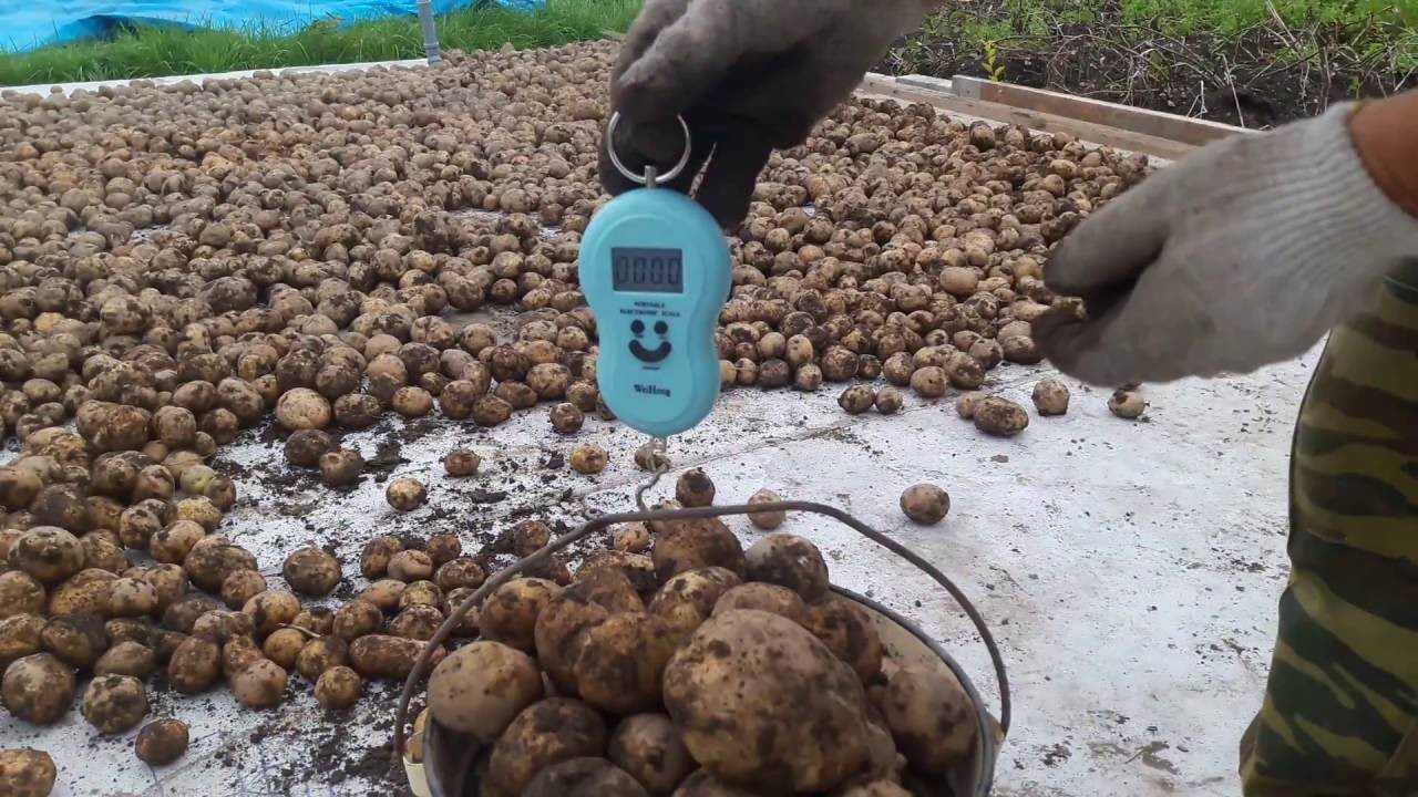 Взвешиваем без весов