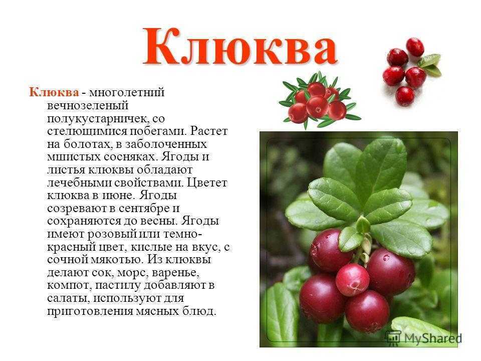 Клюквенный морс – рецепт приготовления, 7 вкусных напитков