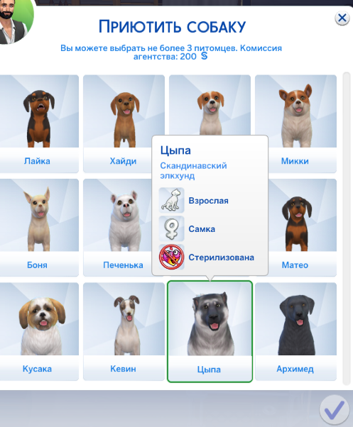 Где Купить Кур В Симс 4