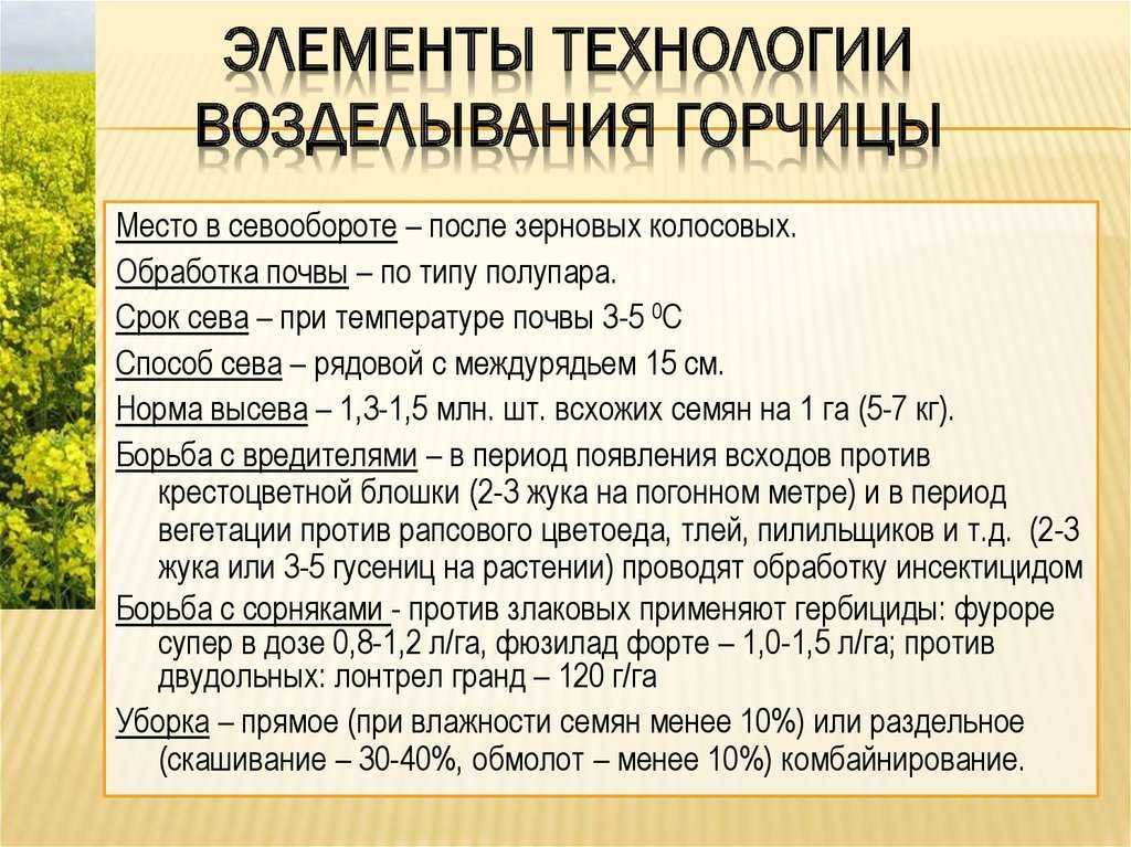 Свекла столовая: что это такое, каковы сроки созревания или когда убирать овощ на хранение, урожайность с 1 га, и агротехника выращивания в открытом грунте
