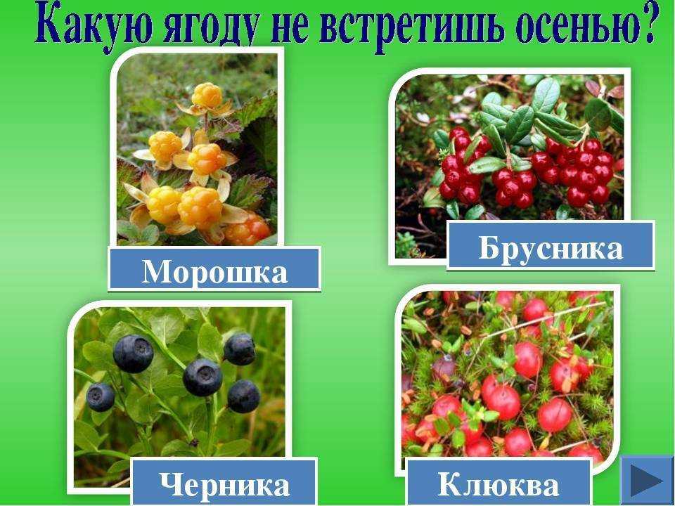 Морс из замороженных ягод пошаговый рецепт быстро и просто