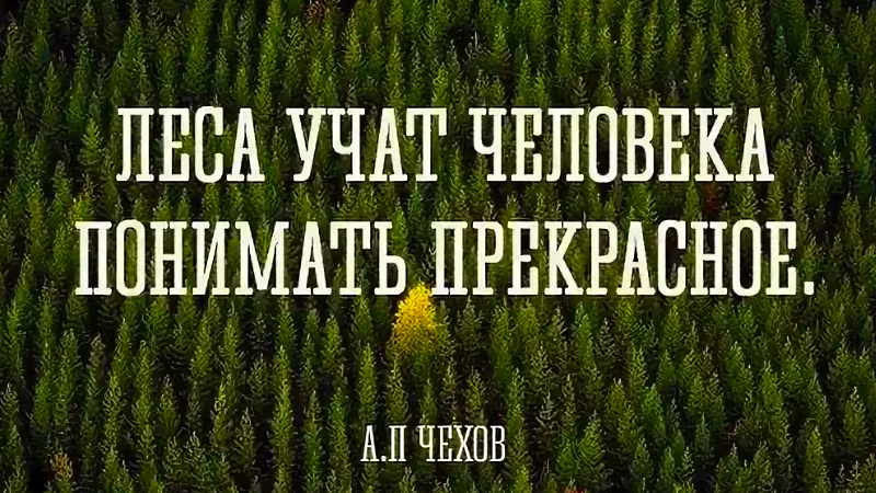 Варианты красивых и оригинальных подписей фотографий в лесу для ВК