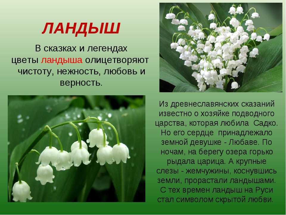 Легенды о цветах: фиалка, роза, гиацинт, антуриум и другие