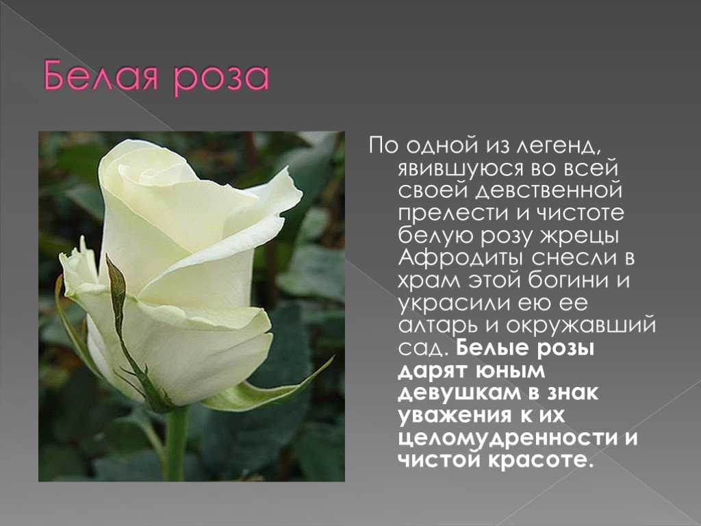 Смысл песни «белые розы» - юрий шатунов - скрытый смысл