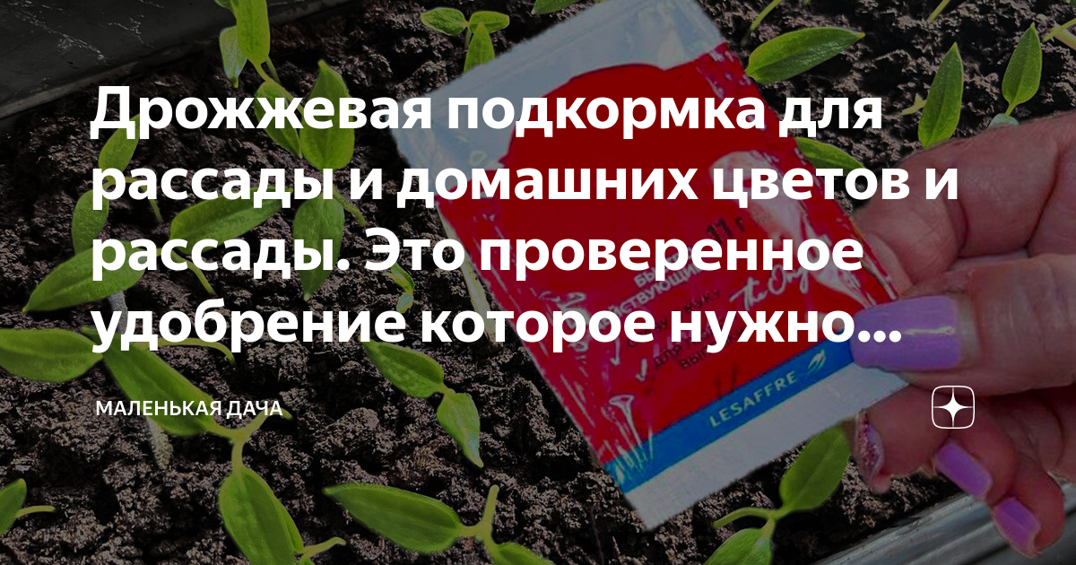 Пицца на молоке и дрожжах: 18 фото в рецепте