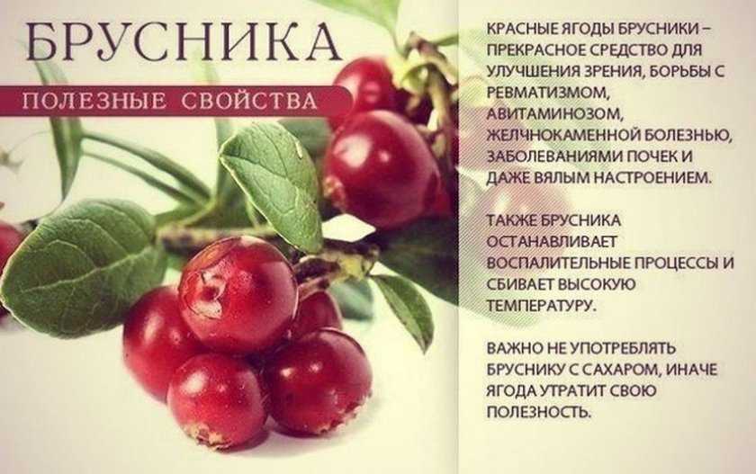 Как сварить компот из клюквы на каждый день?