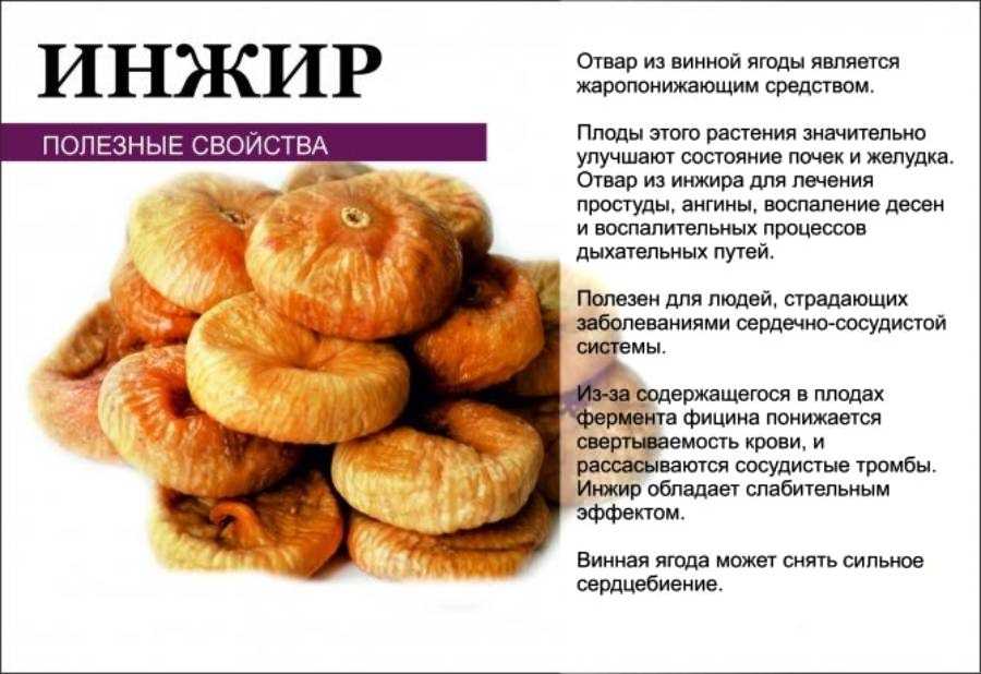 Инжир: что это, полезные и вредные свойства, как есть свежий инжир, калорийность, где и как растет