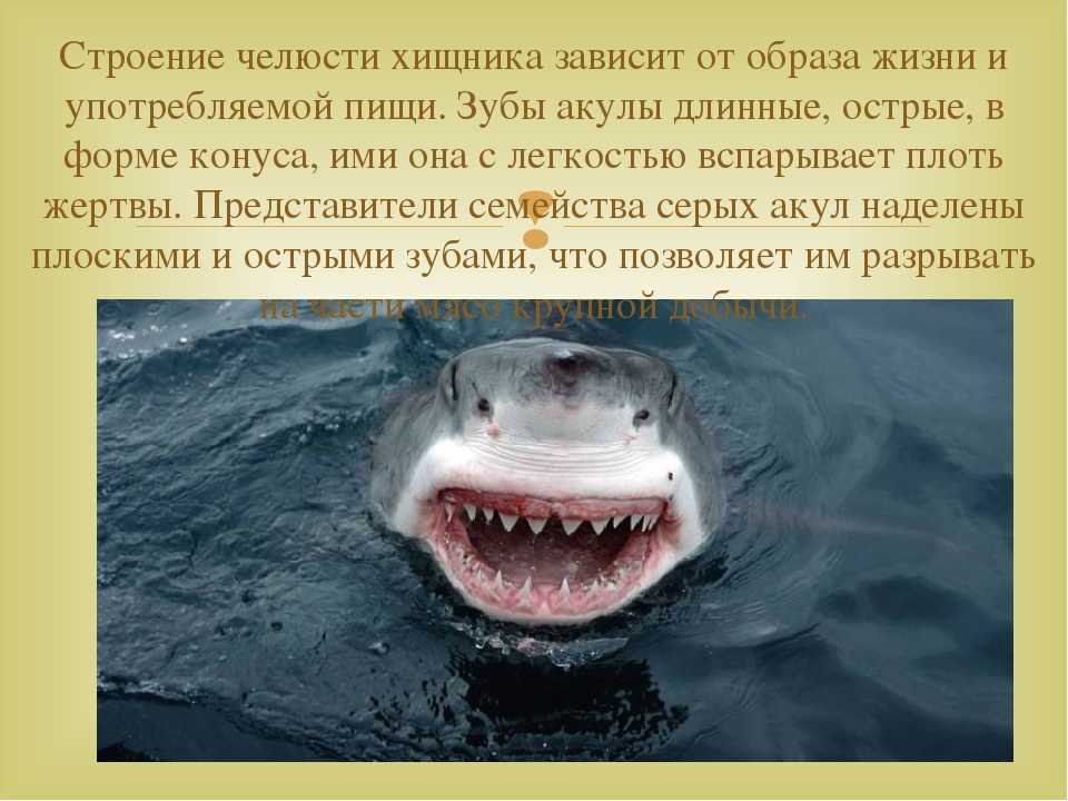 Одной из главных причин является негативное отношение к акулам в целом.