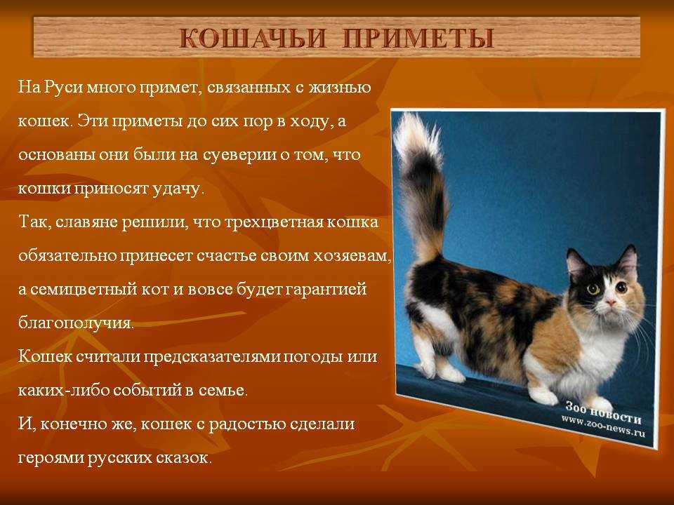 Приметы про кошек – самые распространенные суеверия