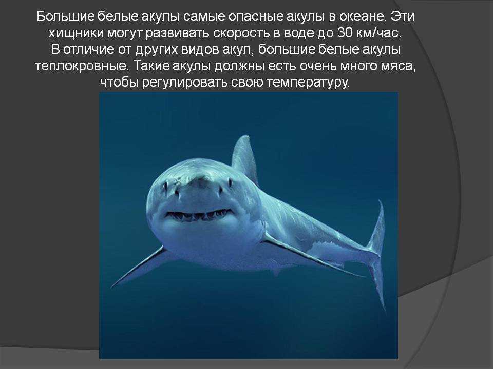 Польза акулы - 145 фото и видео применения мяса акул в рационе питания