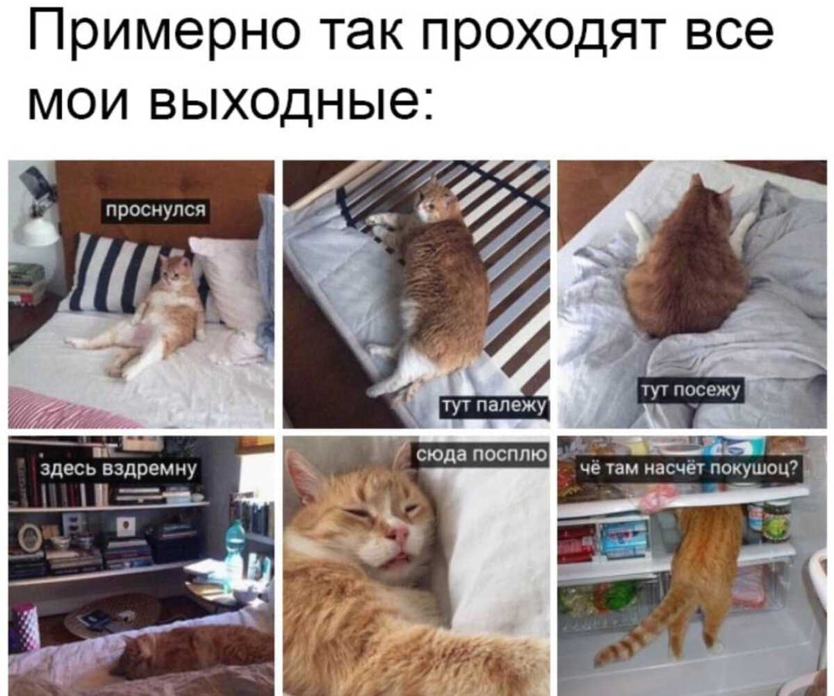 Как лучше остроумно ответить на вопрос как дела смешно и интересно