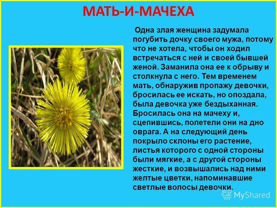 Легенды о цветах