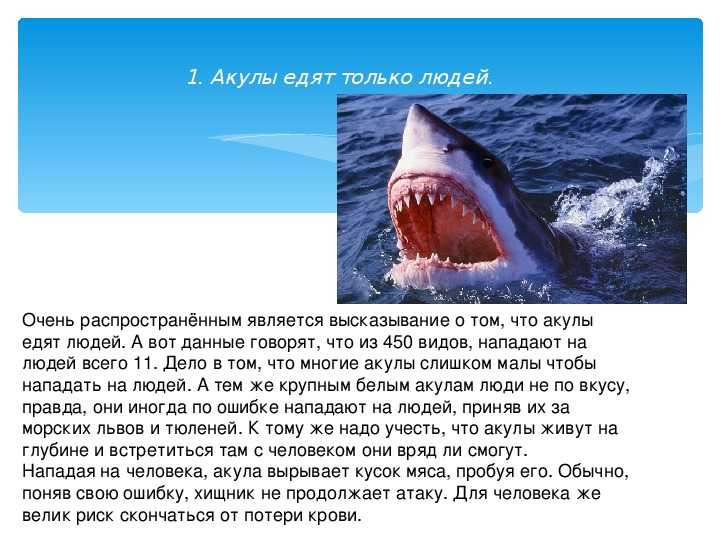 Хакарл – отвратительный деликатес. мясо акулы, гнившее 6 месяцев - рецепт с фото на pojrem.ru