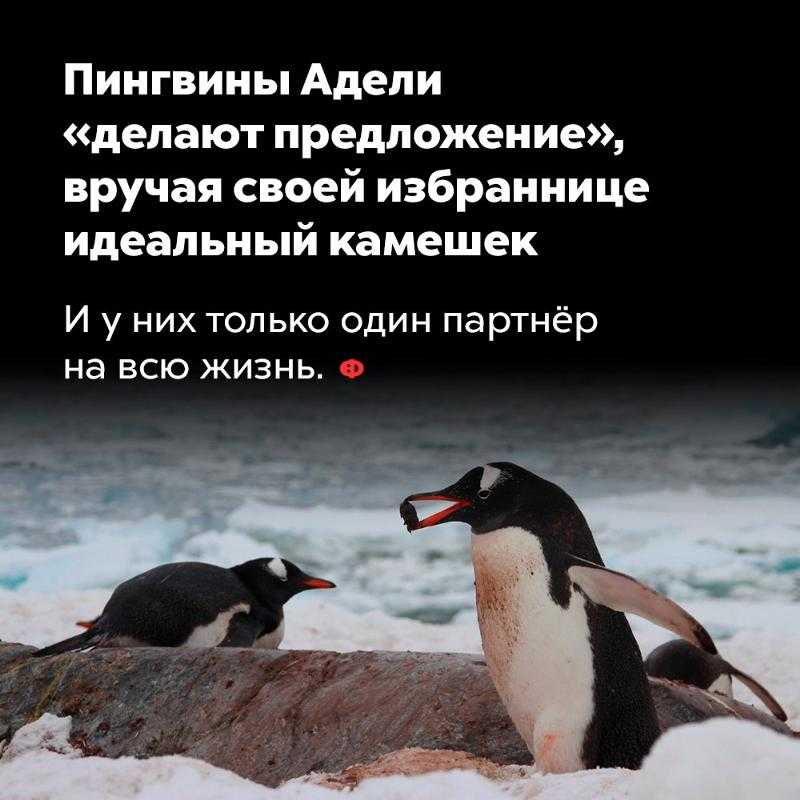 Детально о кинофильме «любовь и пингвины». как снимался фильм, история создания и сложности съемок
