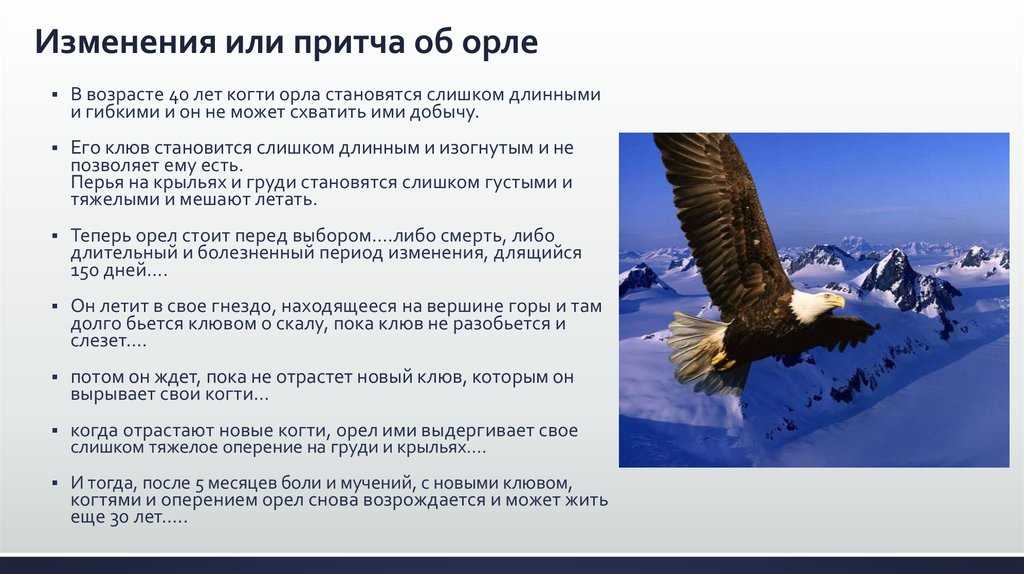 Метод, которым орлица выбирает отца для своего потомства | домашние рецепты