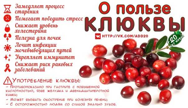 Клюква недорогой очень полезный для человеческого организма натуральный антиоксидант богатый витаминами К сожалению в моей семье мы почему то вспоминаем