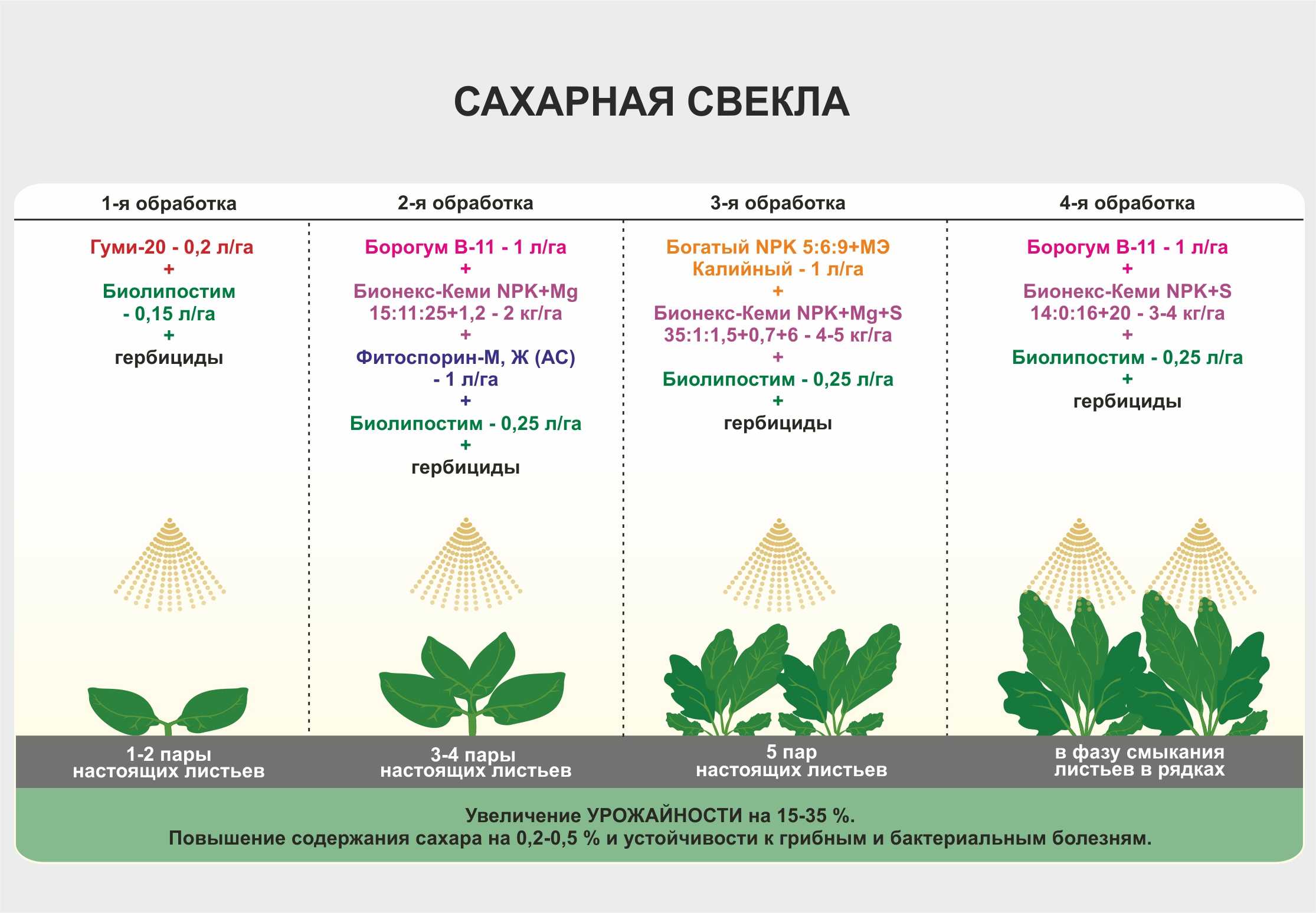 Сахарная свекла: технология возделывания, норма посева семян (сколько это единиц), выращивание, уборка, урожайность 1 га, и как вырастить без болезней и вредителей?дача эксперт
