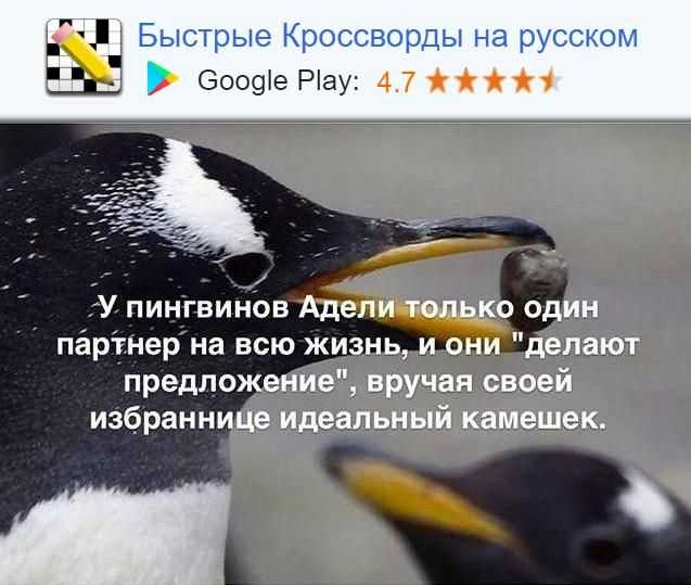 Что значит слово пингвин? — ironset