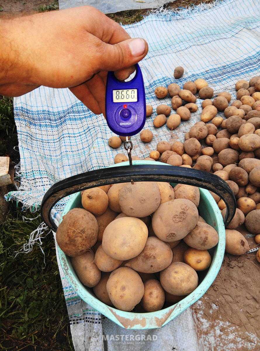 Калорийность продуктов: самая полная таблица на 100 грамм